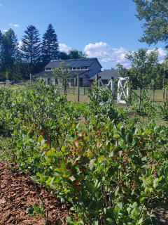 Castaways Farm red barn vacation relaxing exciting adventure